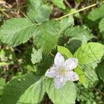 Rubus pruinosus Fleur