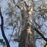 Eucalyptus tereticornis Rinde