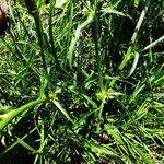 Cichorium intybus Leaf