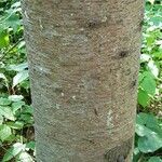 Abies balsamea 树皮
