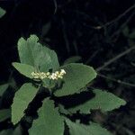 Varronia curassavica Blodyn