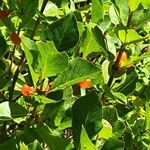 Lonicera conjugialis Blad