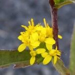 Solidago caesia Flower