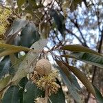 Croton megalocarpus Fruto