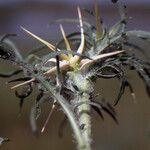 Centaurea solstitialis Likasa