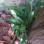 Drimiopsis maculata Квітка