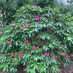 Rhododendron ferrugineum Habit