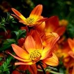 Bidens triplinervia Flower