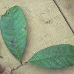 Amanoa guianensis 葉