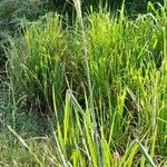 Panicum maximum Hábito
