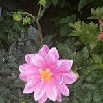 Dahlia pinnataKukka