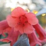Rhododendron apoanum Flower
