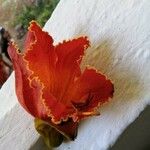 Spathodea campanulata Květ