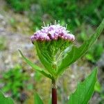 Valeriana tripteris 花