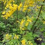 Laburnum anagyroides Συνήθη χαρακτηριστικά