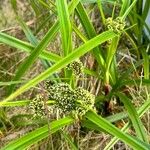 Scirpus atrovirens Likasa