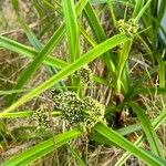 Scirpus atrovirens Лист