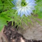 Nigella damascenaBlomst