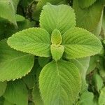 Plectranthus barbatus Levél