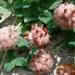 Trifolium fragiferum Плід