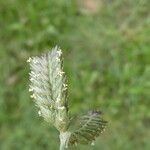 Eleusine tristachya Flower