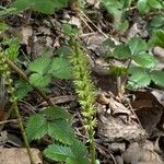 Equisetum pratense Лист