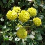 Eriogonum umbellatum Цвят