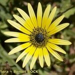 Arctotheca calendula Cvijet
