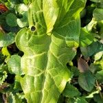 Arum italicum x Arum maculatum Hoja