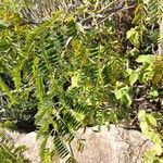 Entada chrysostachys Folha