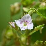 Veronica catenata Flor