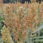 Sorghum bicolorFruto