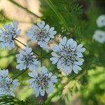 Coriandrum sativum Flower