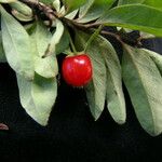 Lonicera angustifolia 果實