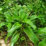 Dracaena fragrans Fuelha