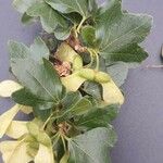 Acer sempervirens Ffrwyth