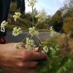 Heracleum sphondylium Kwiat