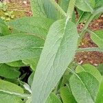 Symphytum officinale Листок