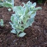 Mertensia maritima List