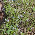 Collinsia parviflora Blomma