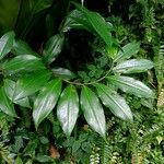 Costus curvibracteatus Leaf