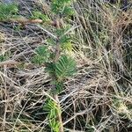 Vachellia nilotica Folha