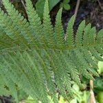 Dryopteris filix-masLiść