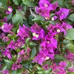 Bougainvillea glabra Blomma