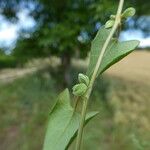 Fallopia convolvulus 叶