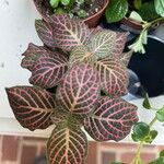 Fittonia albivenisLehti