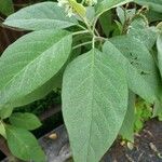 Solanum erianthum Leaf