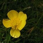 Ranunculus orthorhynchus Fleur