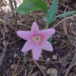 Zephyranthes robusta Floare