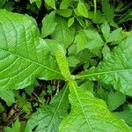 Elephantopus carolinianus Leaf